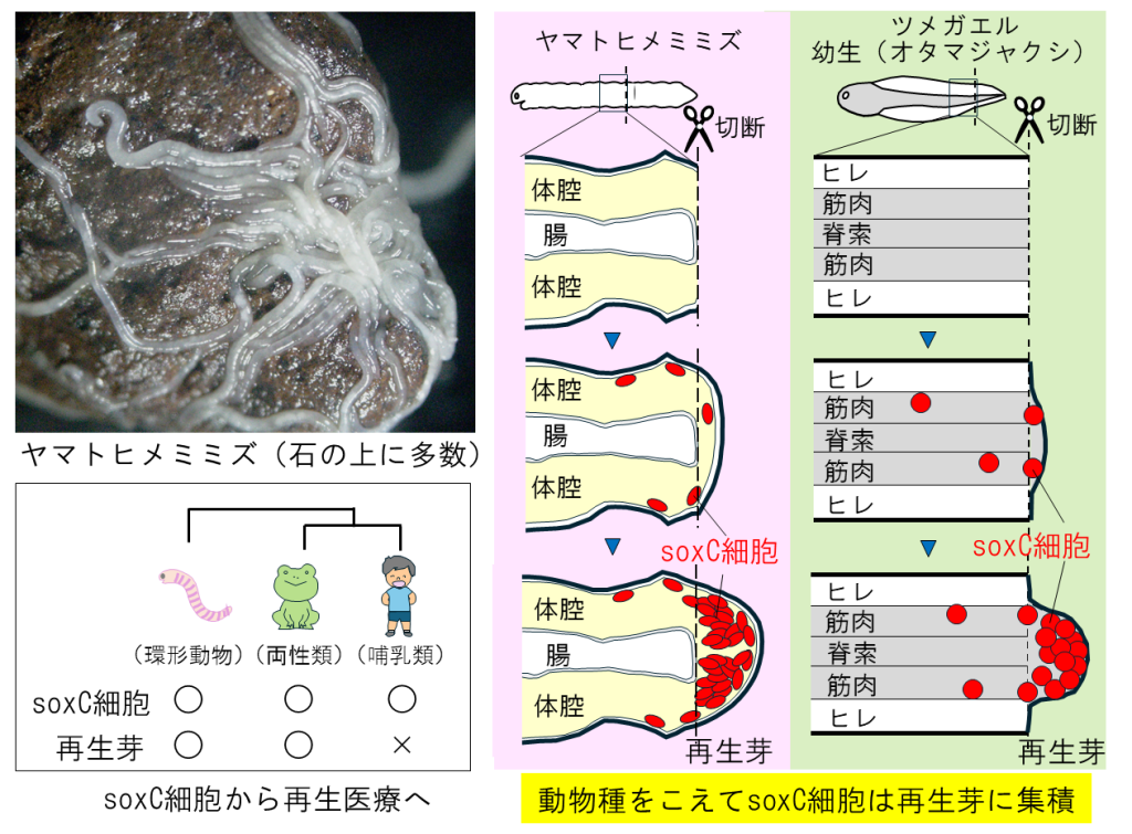 soxC遺伝子